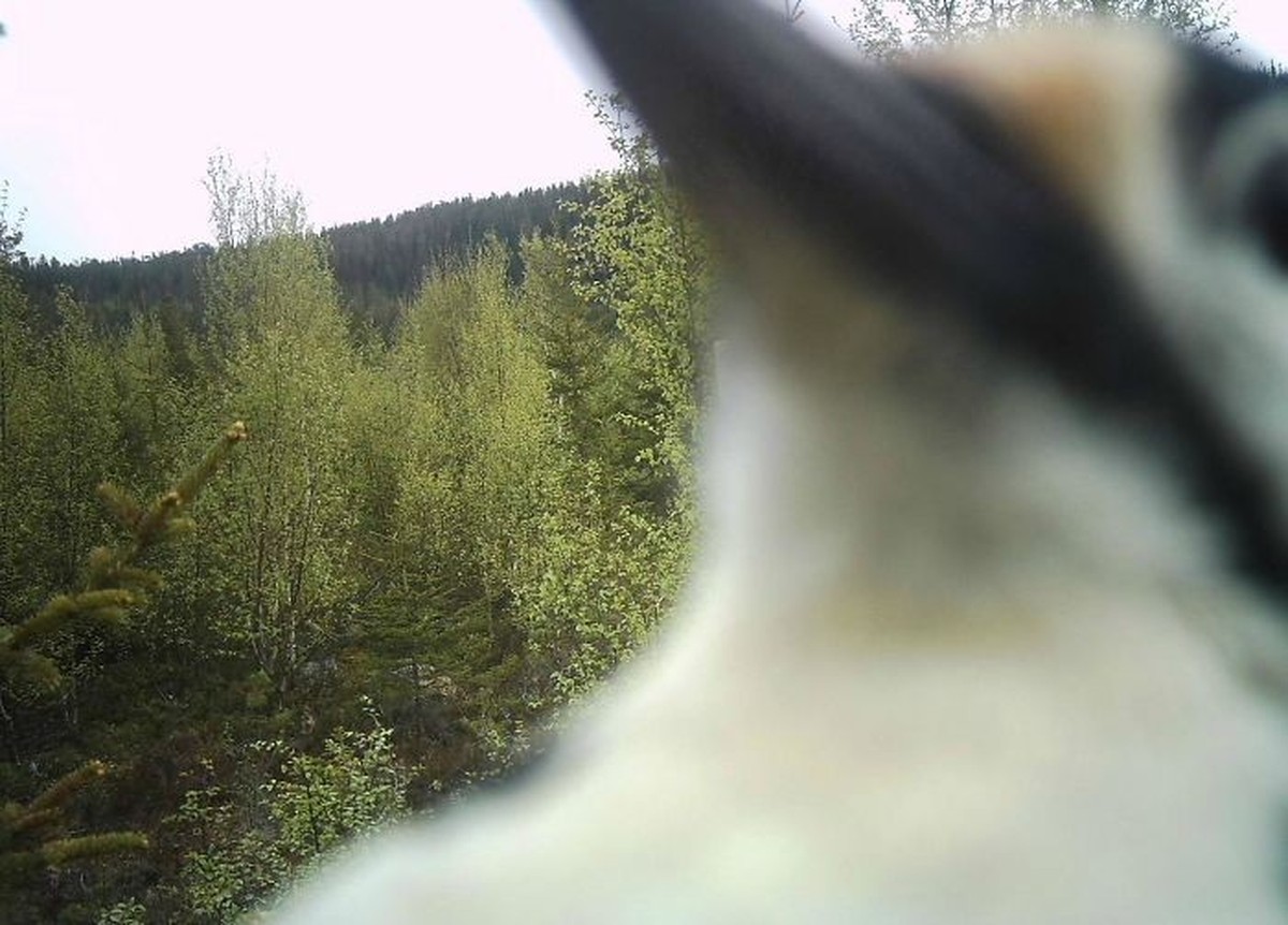 cute news tier vogel wildtierkamera

https://imgur.com/this-was-last-photo-ever-taken-by-friends-trail-camera-SmUKtuJ