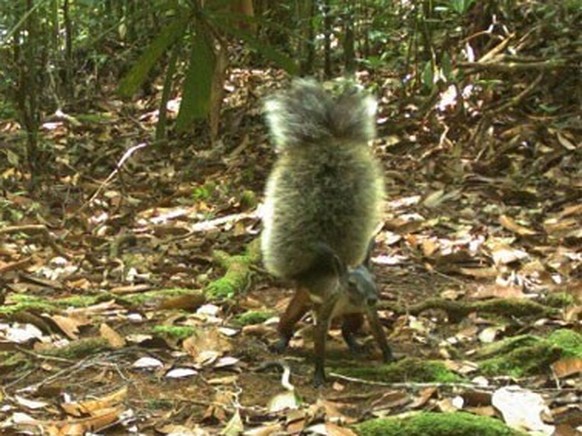 Borneo-Hörnchen