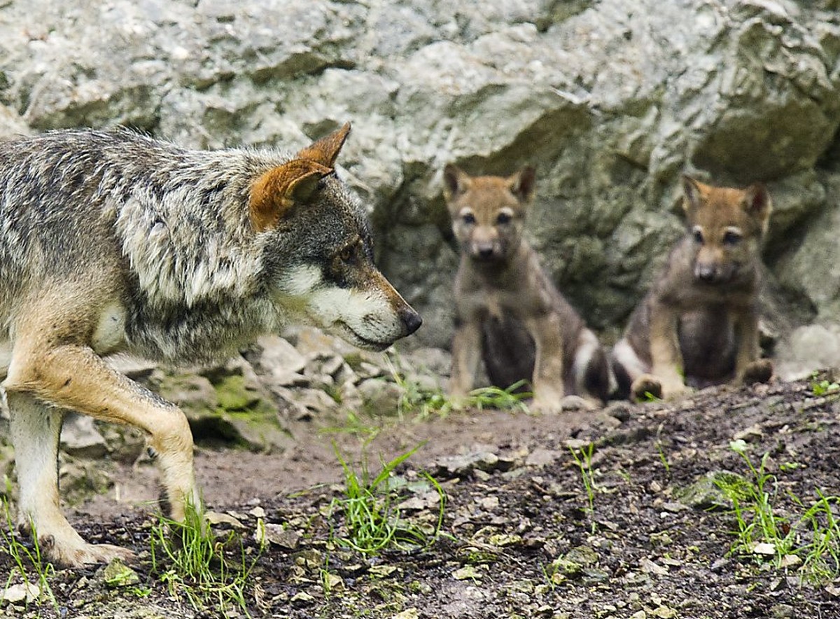 Jungwölfe mit ihrer Mutter im Juraparc: Im Gegensatz zu einem Bündner Wolfsrudel, das nun teilweise abgeschossen werden soll, riskieren diese Wölfe nichts. (Archivbild)