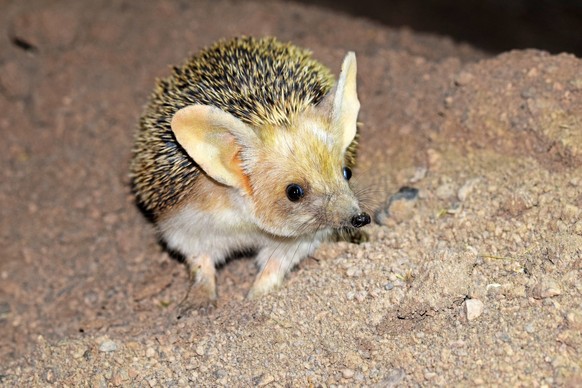The Long-eared hedgehog in desert , very cute, The long-eared hedgehog is a species of hedgehog native to Central Asian countries and some countries of the Middle East. The long-eared hedgehog lives i ...
