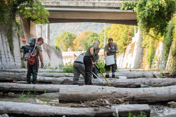 Mitarbeiter des Amtes fuer Jagd und Fischerei fangen die durch elektrischen Strom angelockten Fische, die sich im stehenden Wasser des Flusses Breggia verfangen haben, am Mittwoch, 20 Juli 2022 in Mor ...