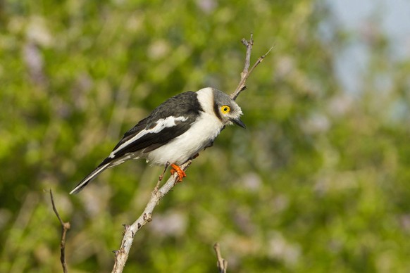 Brillenwuerger, Brillen-Wuerger (Prionops plumata), sitzt auf einem Ast, Suedafrika, Hluhluwe-Umfolozi Nationalpark long-crested helmet shrike (Prionops plumata), sitting on a branc, South Africa, Hlu ...