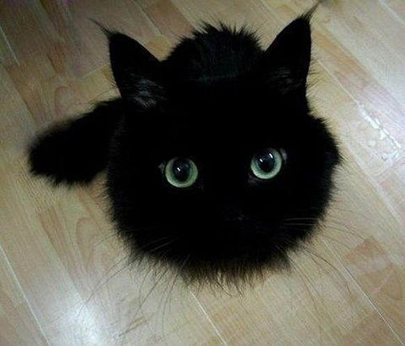 Schwarze Katzen Und Ihre Gelben Augen Sind Einfach Toll Watson