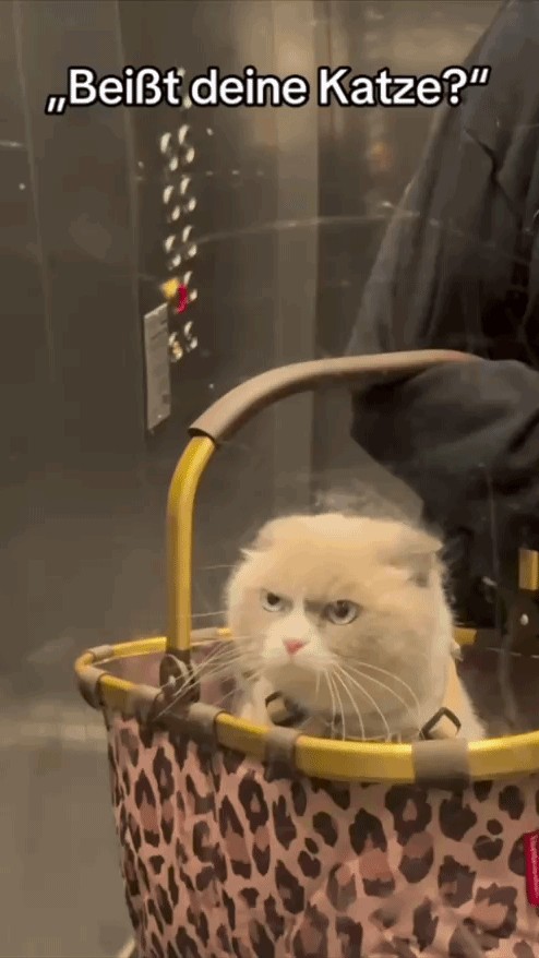 Animiertes GIF