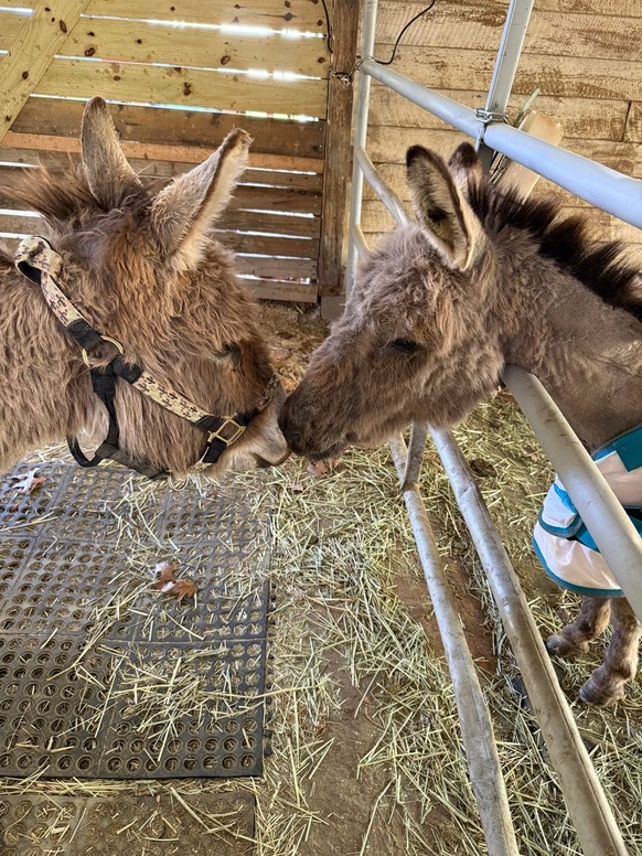 cute news tier esel

https://www.reddit.com/r/Donkeys/comments/1s6khra/buddy_got_a_new_friend/