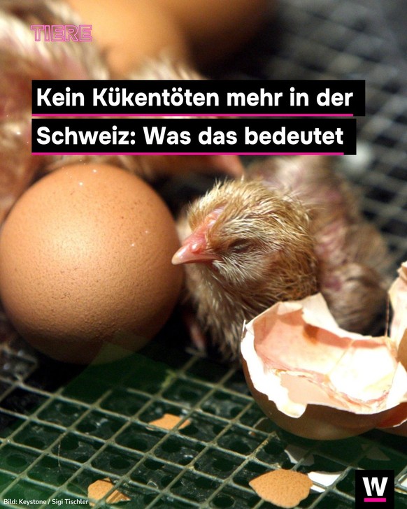&lt;p&gt;Ab 2026 dürfen männliche Küken nicht mehr vergast werden.&lt;/p&gt;