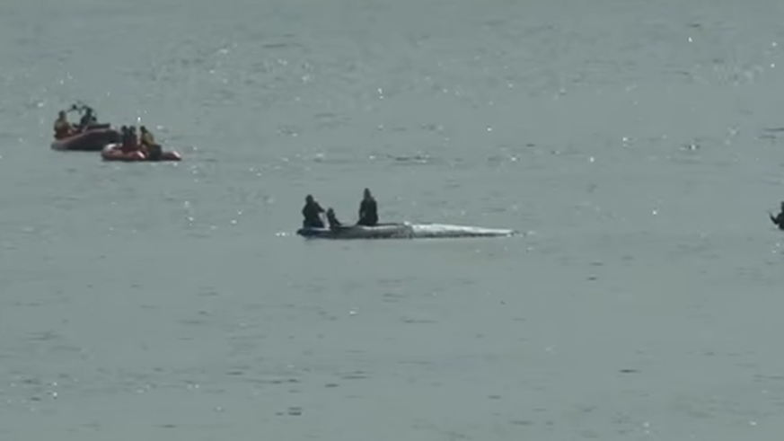 Helfen oder lassen: Beim Timmy-Drama scheiden sich die Geister