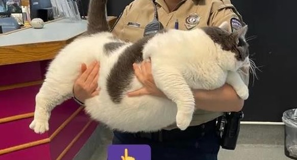 Eine Mitarbeiterin des Richmond Animal Care and Control Tierheims hält die Katze Patches in den Armen.