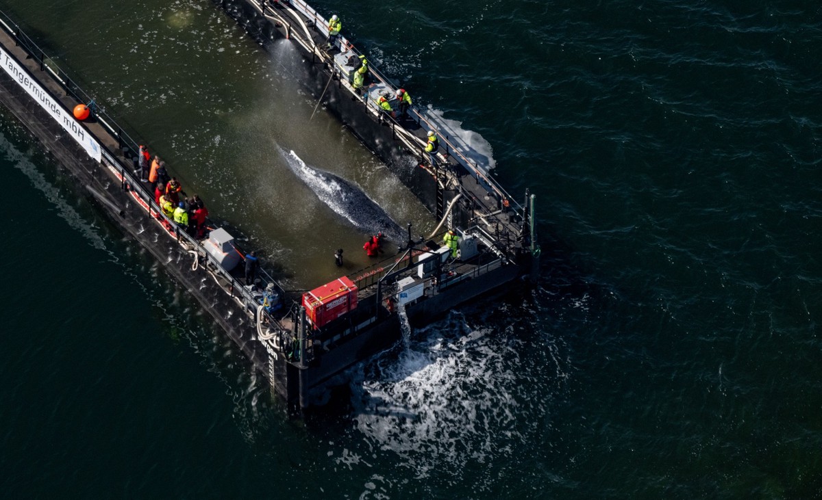 28.04.2026, Mecklenburg-Vorpommern, F�hrdorf: Der in der Ostsee gestrandete Buckelwal ist in dem f�r seinen Transport vorgesehenen Lastkahn angekommen. Das Tier bewegte sich durch eine zuvor ausgebagg ...