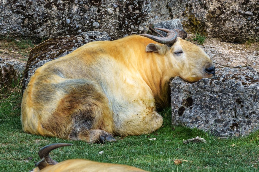 So sieht der Goldtakin aus.