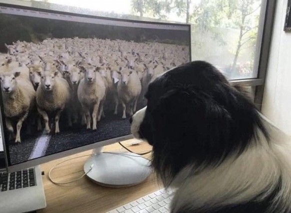 Hey du! Ja, du! Wie wär&#039;s mit etwas Spass? Hier entlang!
Boarder Collie im HomeOffice