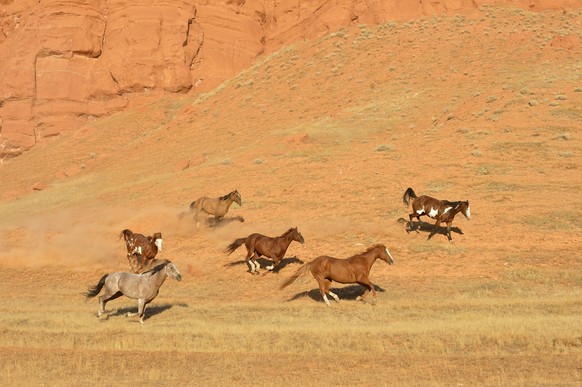 Creative Highlights World USA, Wyoming, Wild horses galloping through Bighorn Mountains, RUEF04146