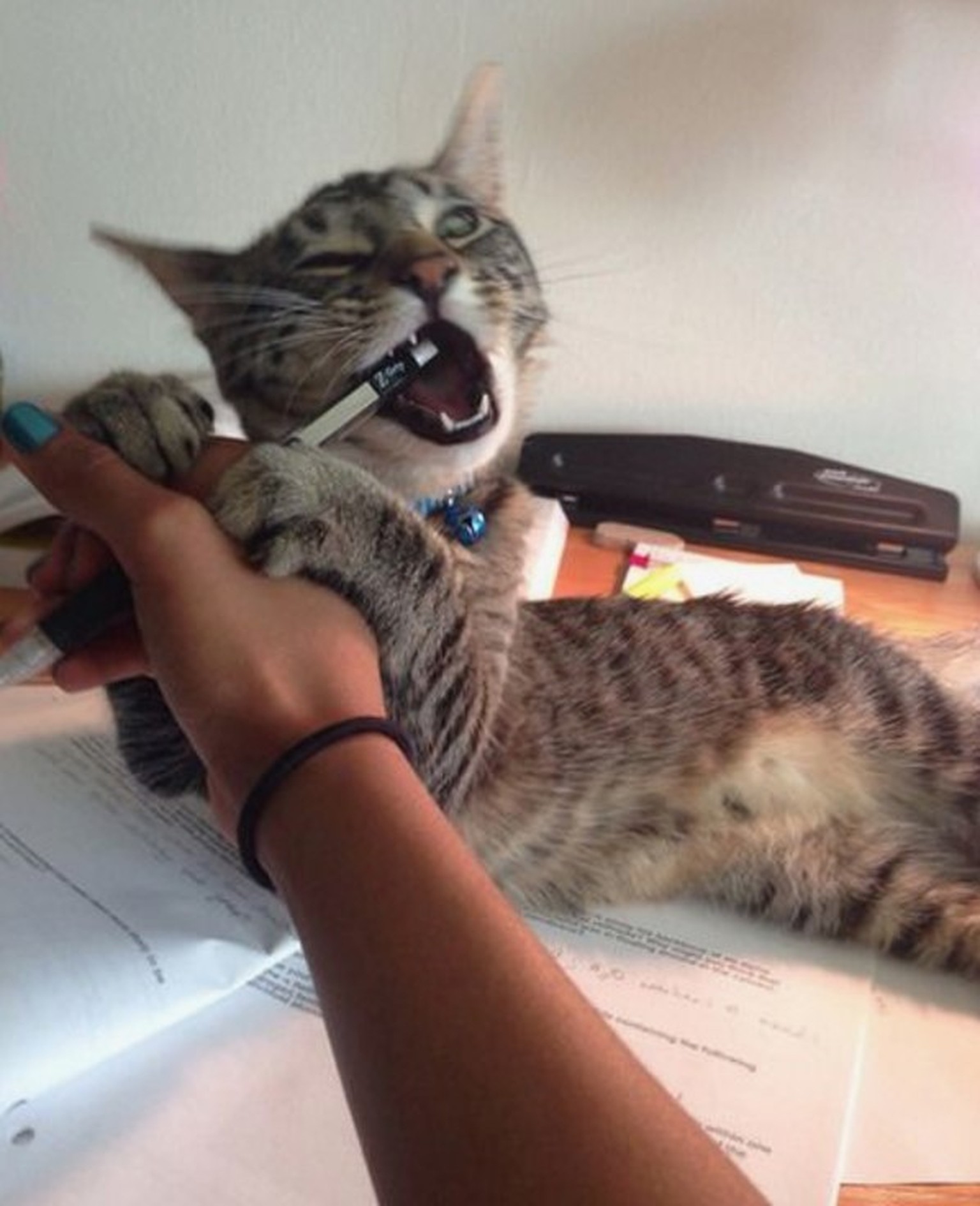 Von Zu Hause Aus Arbeiten Unmoglich Mit Einer Katze Watson