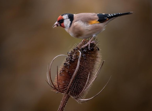 Stieglitz (Carduelis carduelis)