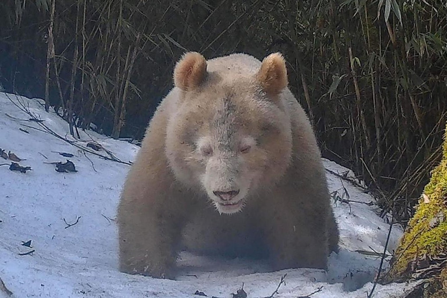 Albino-Panda im Wolong-Naturreservat (Provinz Sichuan). Möglicherweise der einzige weltweit. Chinesische Staatsmedien (CCTV) veröffentlichten diese Aufnahmen am 28. Mai 2023.