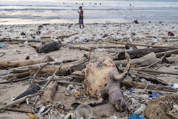 epa08912377 A sea turtle carcass is seen among piles of plastic wastes at Kuta Beach in Bali, Indonesia, 31 December 2020. EPA/MADE NAGI
