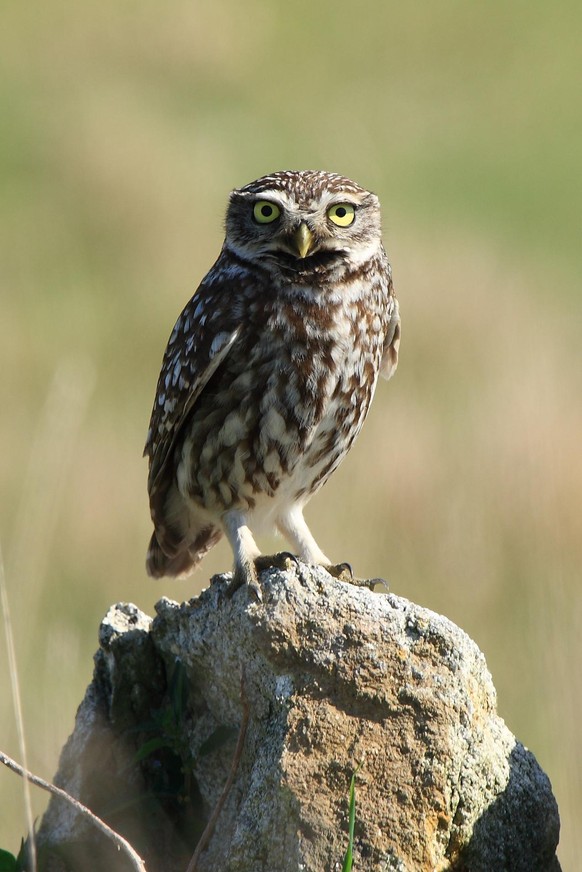 Steinkauz Steinkäuze
English: Little owl in Teira, Galicia, Spain.
Español : Habia dos muy cerca uno del otro. Teira, Galicia, España.
Italiano : Civetta a Teira, Galizia, Spagna
https://creativecommo ...