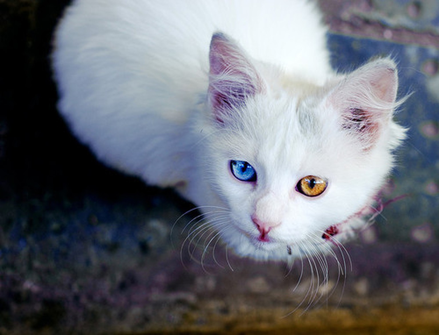 Odd-eyed Katzen mit zweifarbigen Augen. Katzenaugen