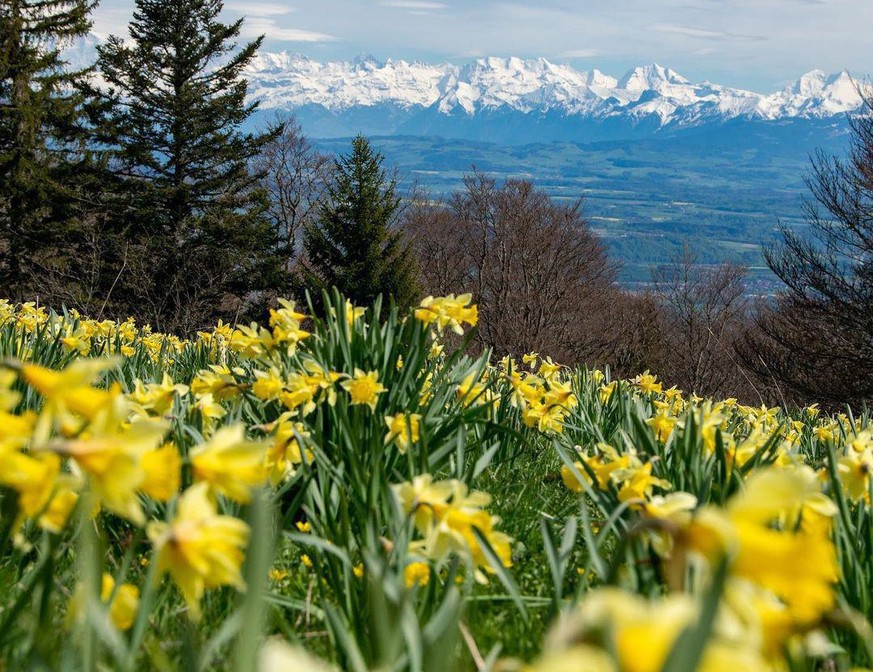 Rauszeit Narzissenwanderung Berner Jura Mont Sujet