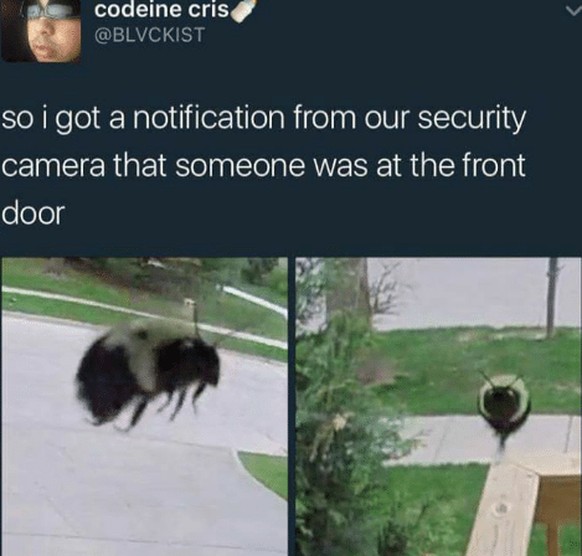 Hummel Security-Kamera
Cute News
https://awwmemes.com/i/19608845