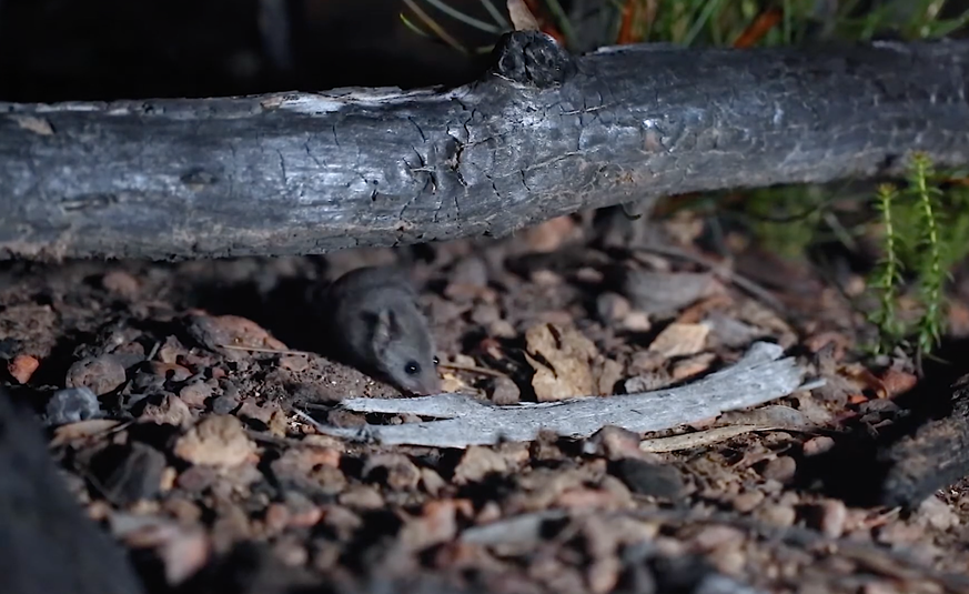 Ein kleines fleischfressendes Beuteltier, das nur auf Kangaroo Island in Südaustralien vorkommt.