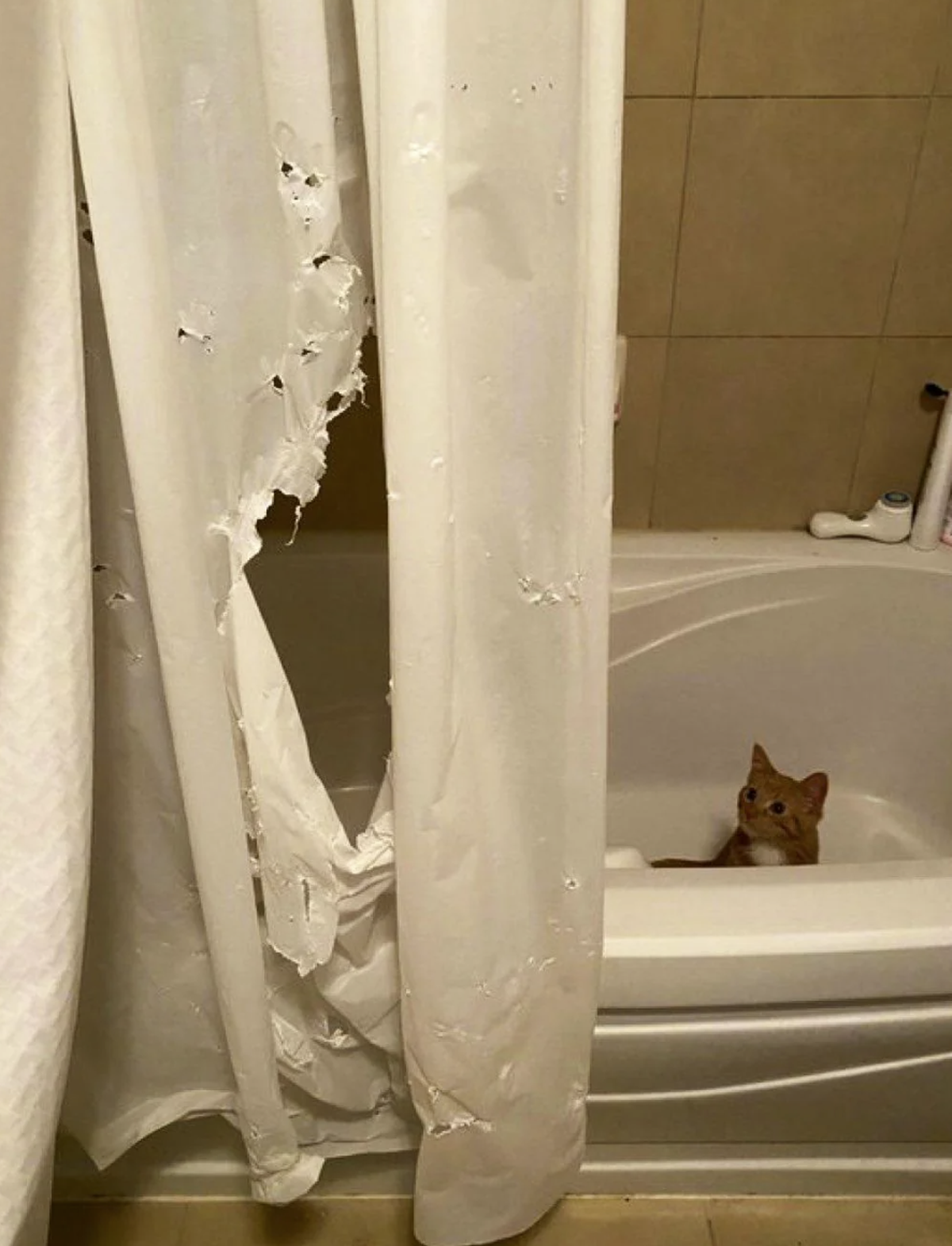 Die lustigsten Fails der Woche: Katze macht Duschvorhang kaputt