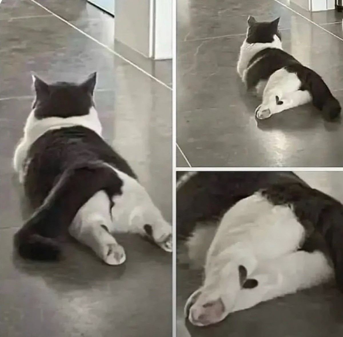 cute news tier katze

https://imgur.com/gallery/heart-pqhgk1r#/t/aww