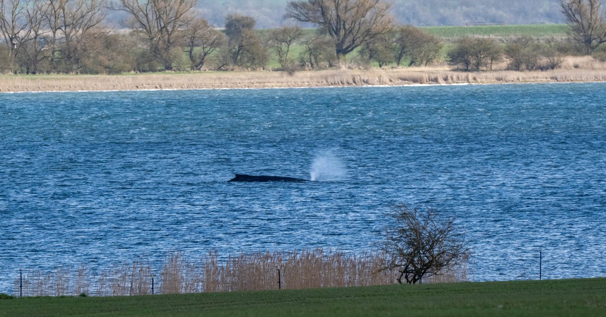 Wal «Timmy» atmet weiter – ein Hoffnungsschimmer bleibt