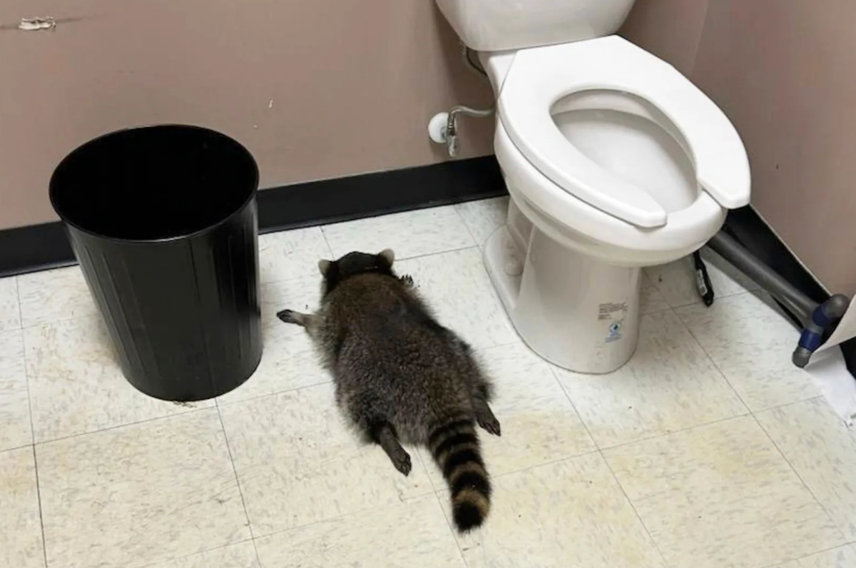 Der betrunkene Waschbär schlief auf dem Boden vor der Toilette ein.