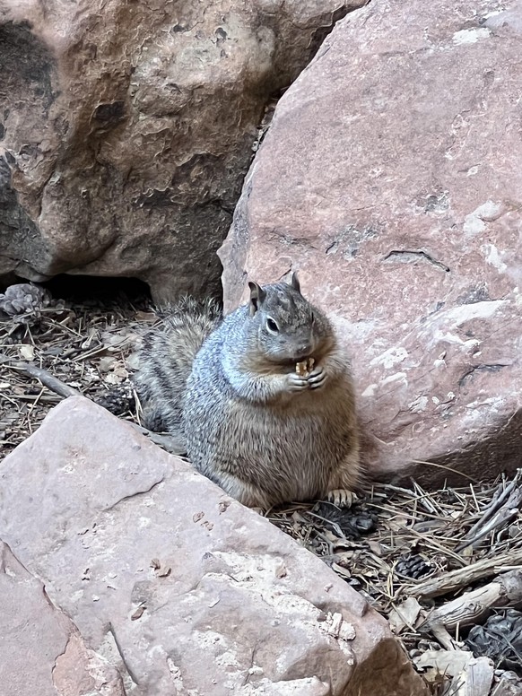 cute news tier eichhörnchen

https://www.reddit.com/r/squirrels/comments/15l2s4o/someone_has_been_feeding_the_wildlife/