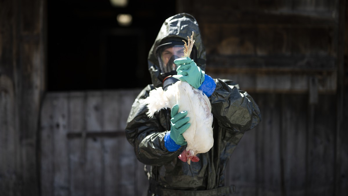 Ein Huhn wird aus einem Stall entnommen bei einer Uebung der Seuchenwehr des Zivilschutzes zur Vogelgrippe, am Donnerstag, 4. Mai 2023, in Glarus. Die im Rahmen der Uebung gekeulten Tiere stammen aus  ...