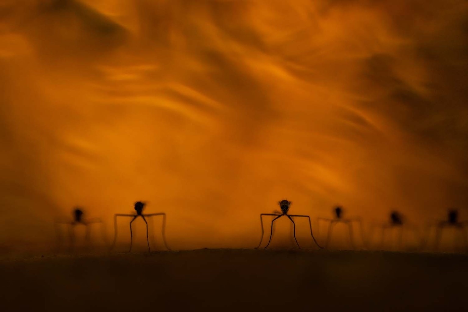 2. Platz Andere Tiere / Mücken in Flammen