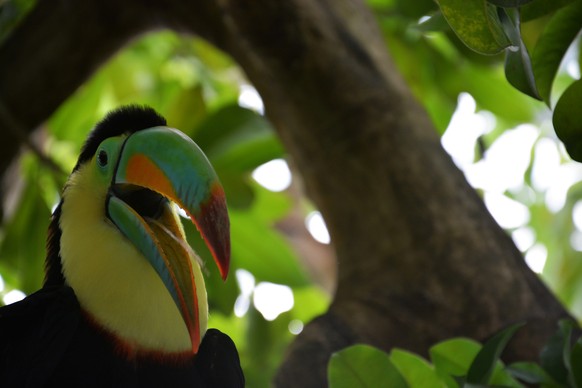 Tukan im Papiliorama Kerzers
https://www.flickr.com/photos/unbekannt270/14574552068