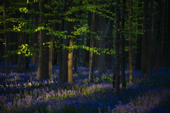 Die Biomasse der mitteleuropäischen Bäume wird in Zukunft vermutlich weiter abnehmen – mit Folgen für Flora, Fauna und die Menschen.