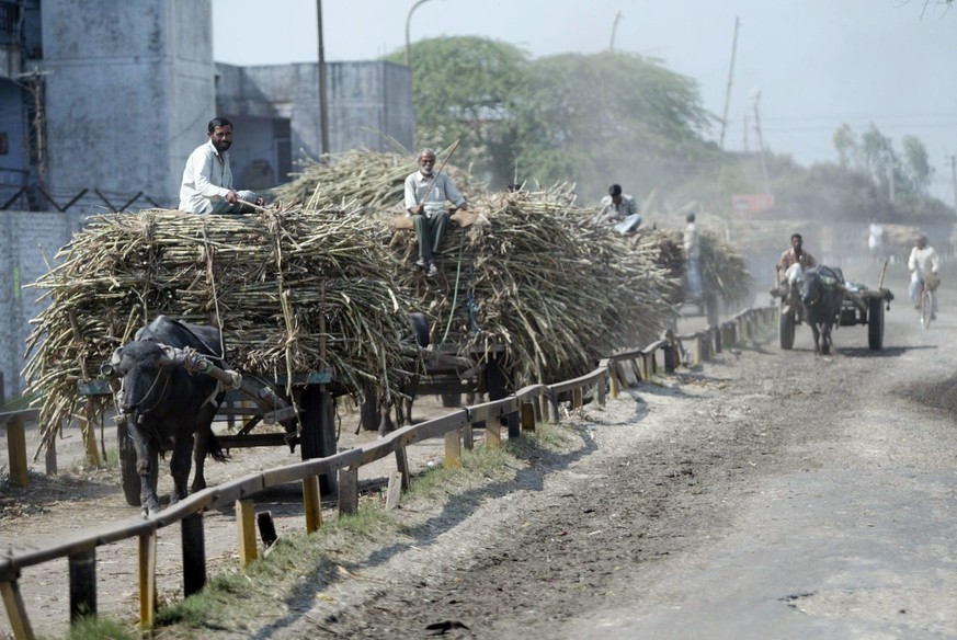 ** ADVANCE FOR SUNDAY APRIL 30 ** Farmers ride bullock carts loaded with sugar cane into the Simbhaoli Integrated Sugar Complex which houses the ethanol plant at Simbhaoli, Uttar Pradeshi, India, Tues ...