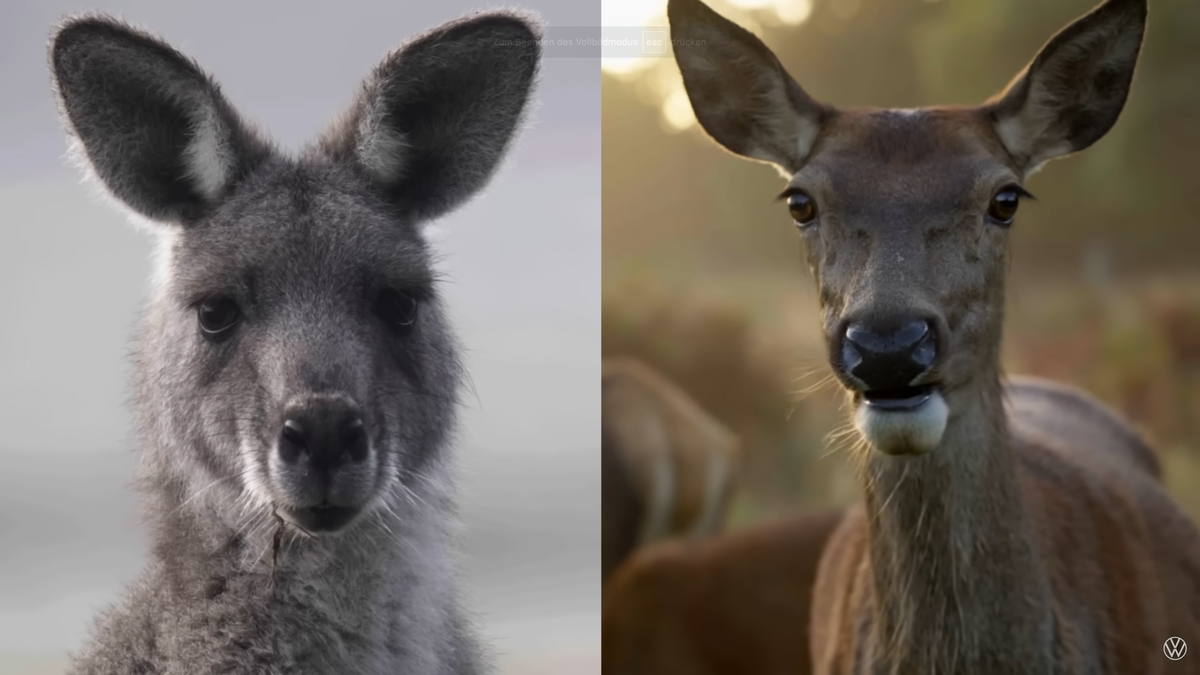 Ein Känguru und ein Reh.