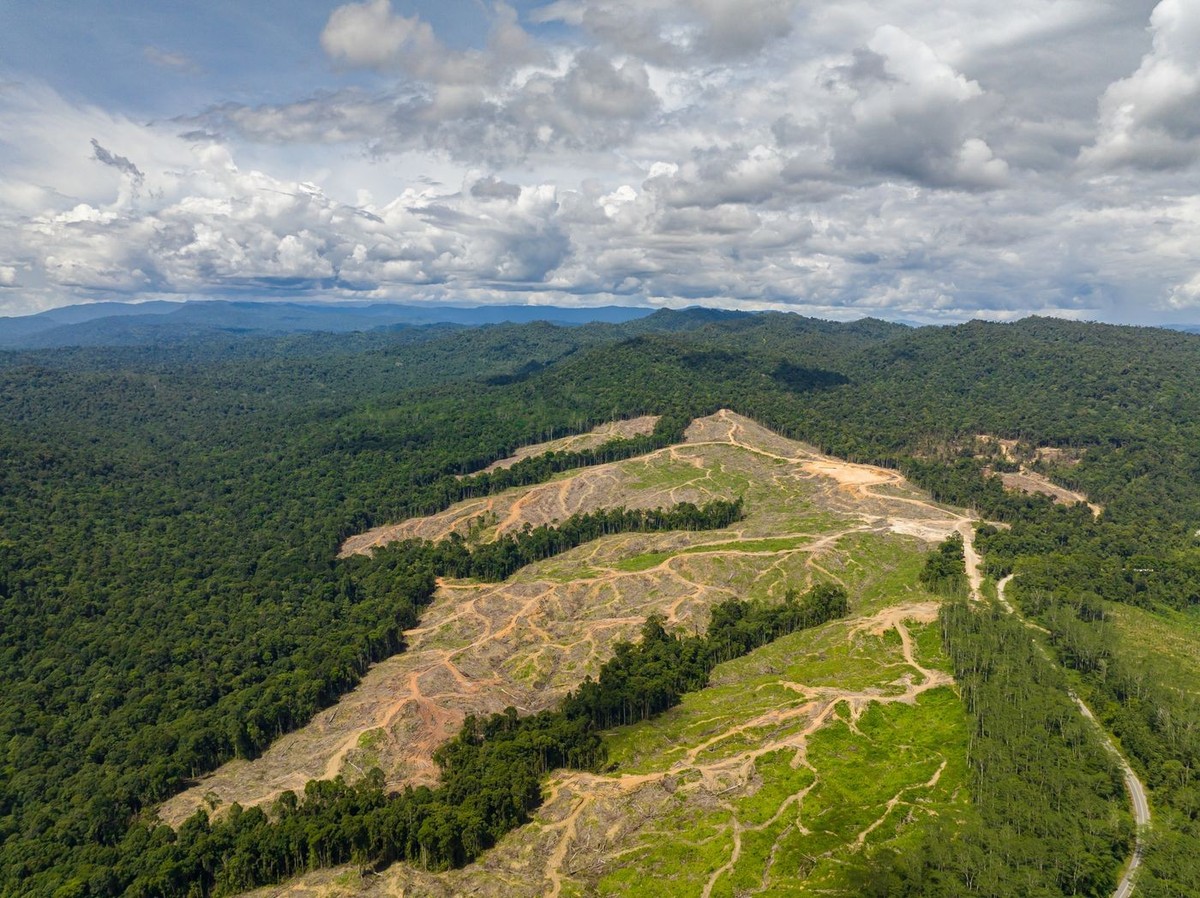 Aerial view of forest destroyed to make way for oil palm plantations. Deforestation. Environmental destruction. Borneo, Malaysia.