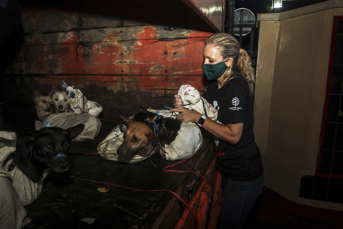 IMAGE DISTRIBUTED FOR THE HUMANE SOCIETY OF THE UNITED STATES - Members of the Dog Meat Free Indonesia coalition, including Lola Webber from DMFI member group Humane Society International, help rescue ...