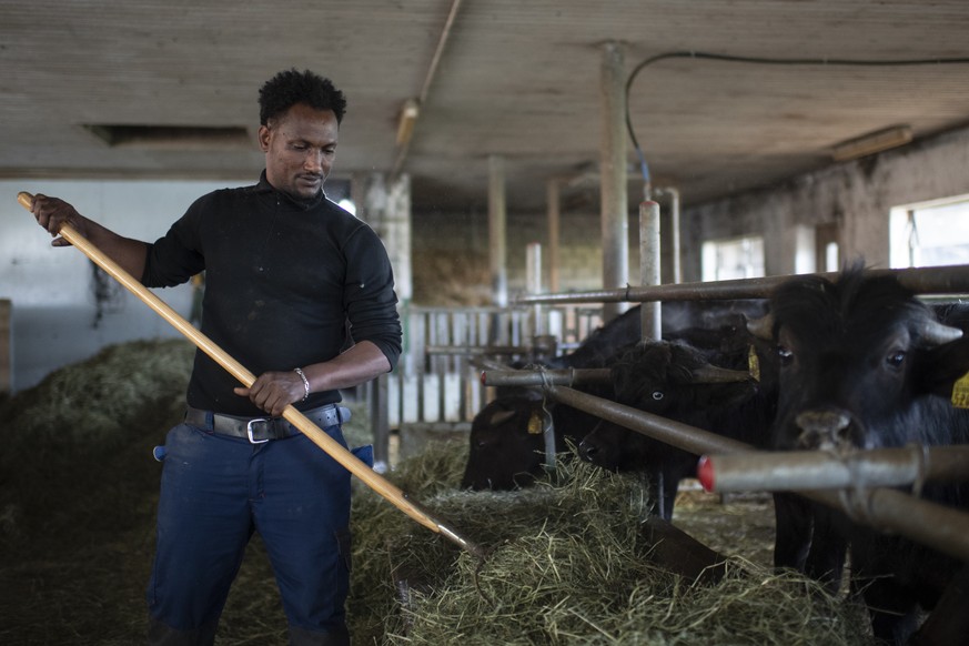 Fithawi Bereket, Fluechtling aus Eritrea, bei der Arbeit auf der Wasserbueffelfarm der Familie Kuenzle, am Dienstag, 23. April 2019, in Schwarzenbach. Fithawi Bereket ist Teilnehmer eines Qualifizieru ...