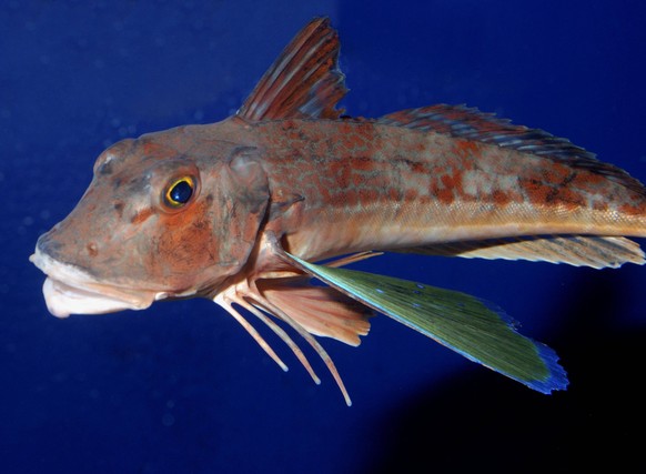 Spiny Red Gurnard, north west Pacific. Chelidonichthys spinosus PUBLICATIONxINxGERxSUIxAUTxONLY Copyright: PatxMorris 10880763