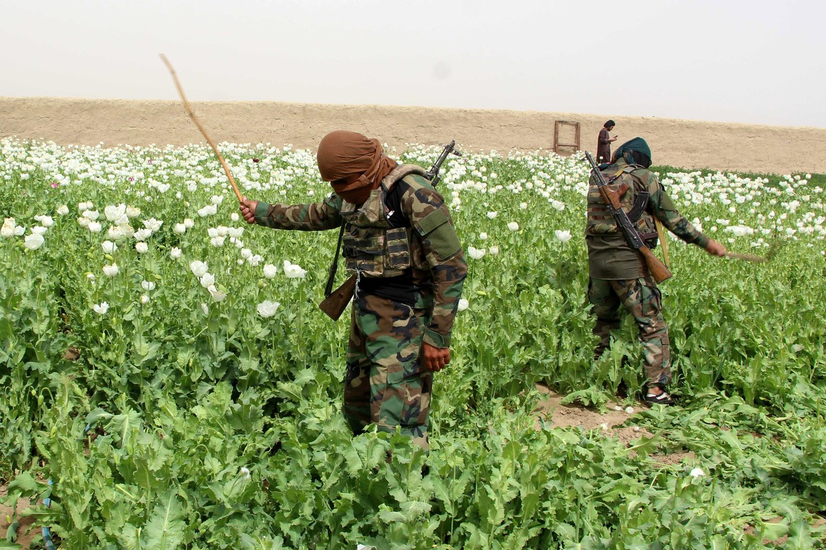 epa10530084 Taliban security members destroy an opium poppies field at Dand district of Kandahar, Afghanistan, 18 March 2023. The Taliban recently cleared 3 acres of land in Kandahar for poppy cultiva ...