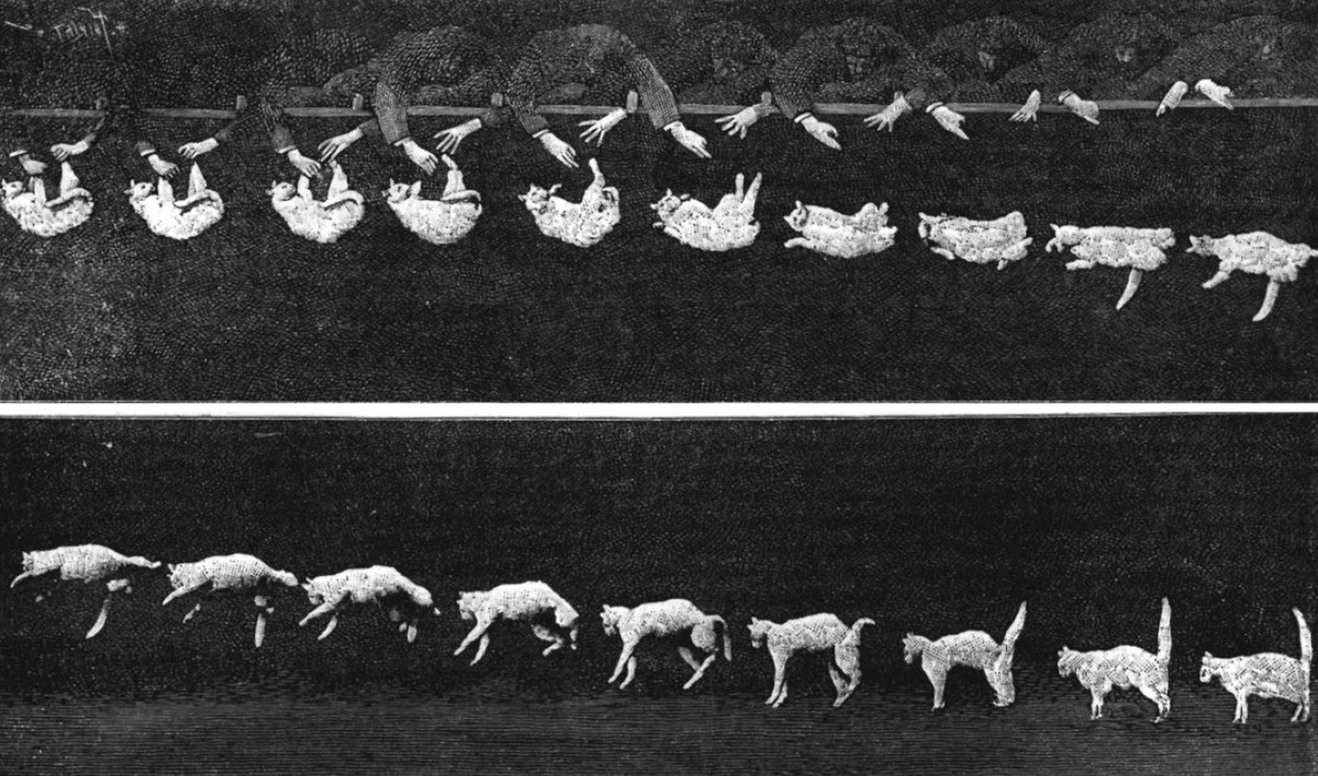 Eine Katze landet immer auf den Pfoten. Aus Kurzfilm von Étienne-Jules Marey, 1984.