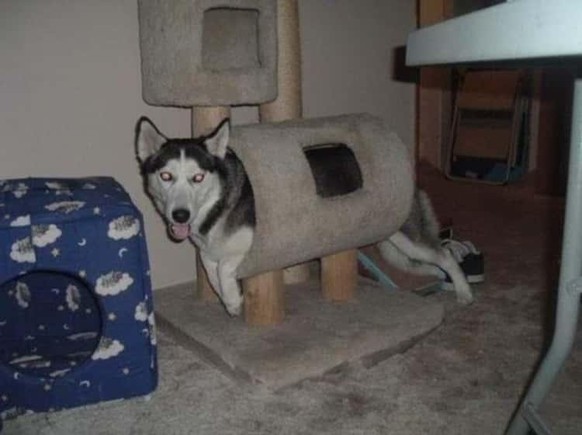 cute news tier hund husky

https://imgur.com/t/aww/9fBiiP2