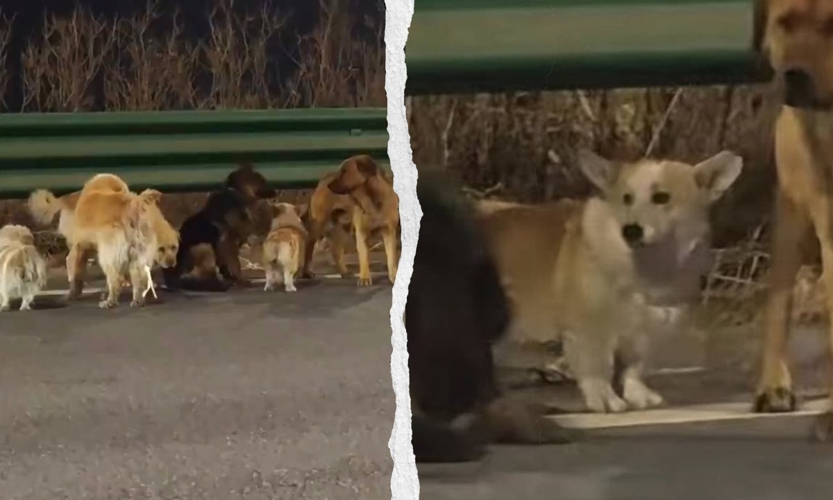 Un groupe de chiens disparus en Chine fait le buzz après avoir parcouru 17 km pour rentrer chez eux.
