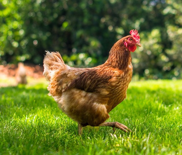 IMAGE DISTRIBUTED FOR STEVEW_PHOTO - STOCK.ADOBE.COM FOR EDITORIAL USE ONLY - Huhn Freiland // Weiterer Text ueber ots und http://presseportal.ch/de/pm/100016795/100919596 (obs/stevew_photo - stock.ad ...