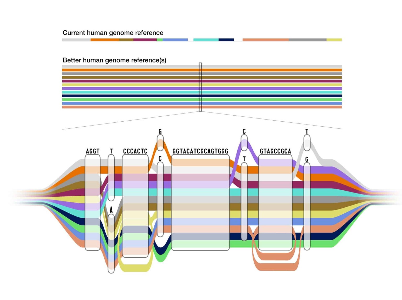 Das neue Pangenom enthält 47 Genome und wird einen viel besseren Vergleich als die bisherige Standardreferenz ermöglichen. Es wird helfen, Unterschiede in unserer DNA zu finden und zu verstehen.