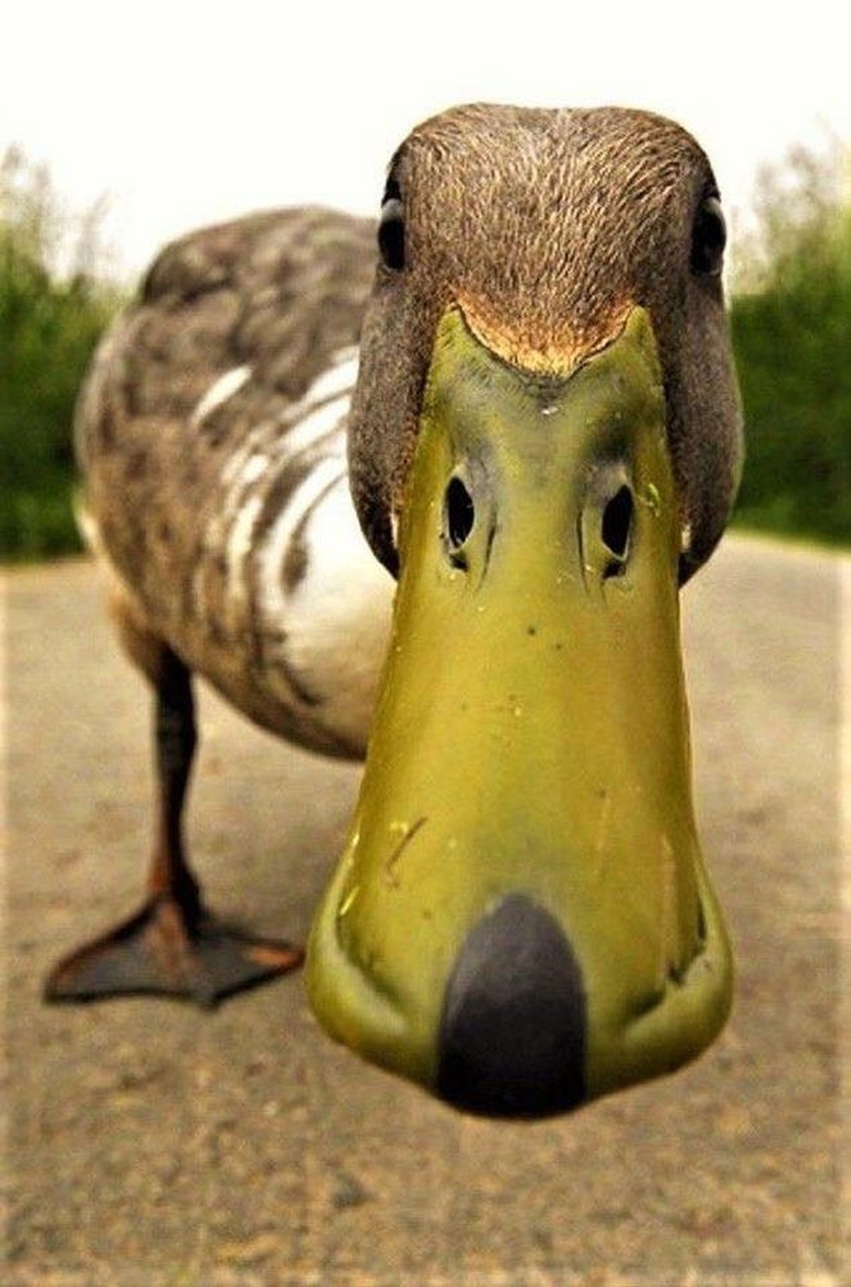 cute news tier ente

https://ch.pinterest.com/pin/422281209050796/