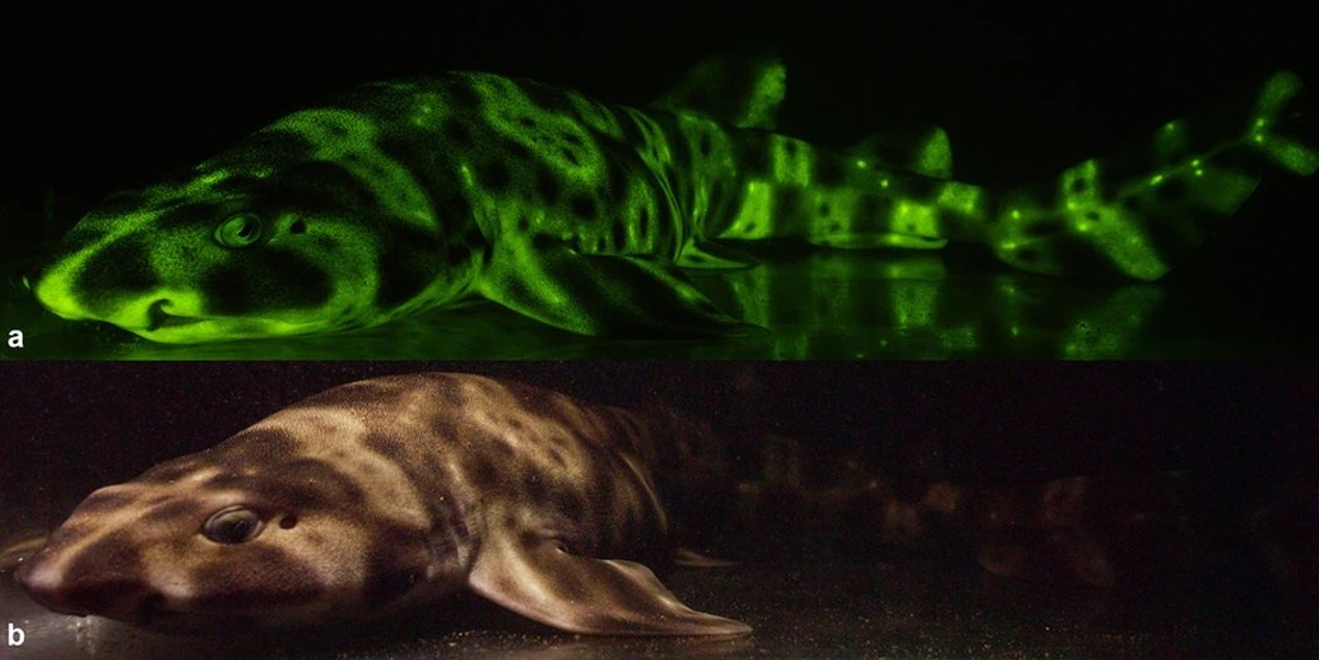 Biofluorescence in Catsharks (Scyliorhinidae)