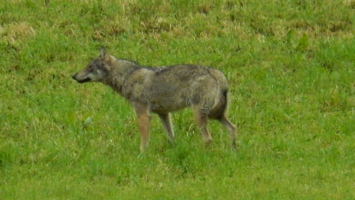 Gr-ne-wollen-Schutzhunde-gegen-den-Wolf-im-Jurabogen-trainieren