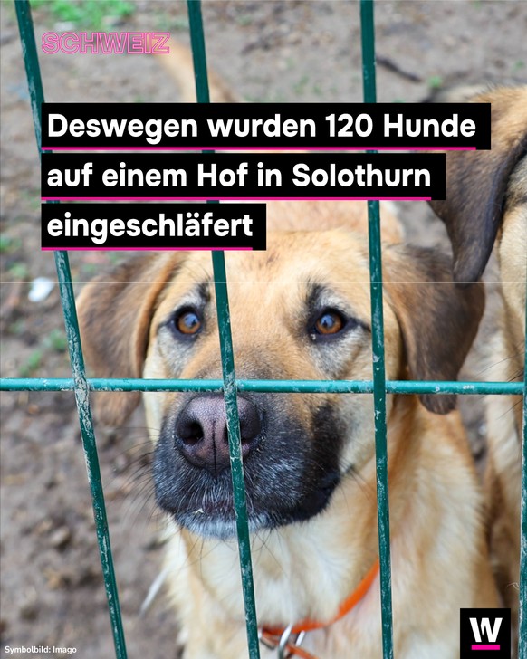 &lt;p&gt;In Solothurn wurden rund 120 Hunde eingeschläfert.&lt;/p&gt;